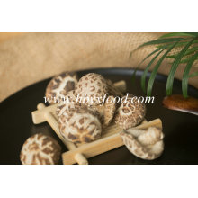Yongxing Food 2-3cm Autumn Plant Tea Flower Mushroom